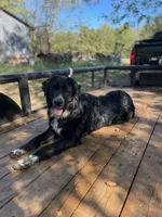 Shadow , a male Golden Retriever and Labrador Retriever for sale in Huntington, AR – 7 of 8