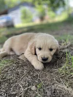Flame, a male Golden Retriever and English Cream Golden Retriever for sale in Huntington, AR – 8 of 10