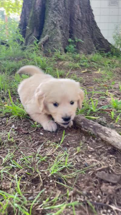 Aspen, a male Golden Retriever and English Cream Golden Retriever for sale in Huntington, AR – 10 of 10