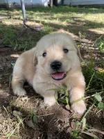 Violet , a female Golden Retriever and English Cream Golden Retriever for sale in Huntington, AR – 5 of 10