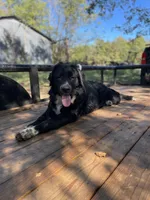 Shadow , a male Golden Retriever and Labrador Retriever for sale in Huntington, AR – 8 of 8