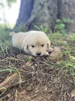 Juniper, a male Golden Retriever and English Cream Golden Retriever for sale in Huntington, AR – 9 of 10