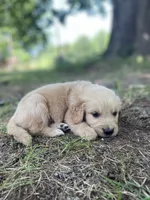Flame, a male Golden Retriever and English Cream Golden Retriever for sale in Huntington, AR – 3 of 10