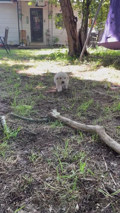 Daisy, a female Golden Retriever and English Cream Golden Retriever for sale in Huntington, AR – 10 of 10