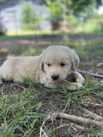 Oakley , a male Golden Retriever and English Cream Golden Retriever for sale in Huntington, AR – 6 of 10