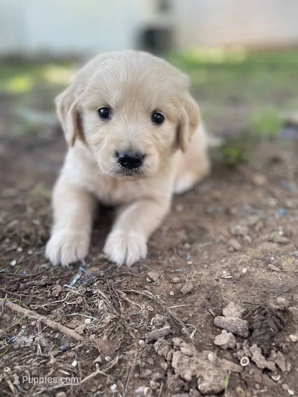 Aspen – Golden Retriever, English Cream Golden Retriever puppy for sale in Huntington, AR