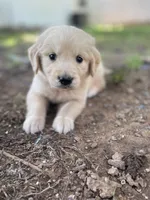 Aspen, a male Golden Retriever and English Cream Golden Retriever for sale in Huntington, AR – 2 of 10
