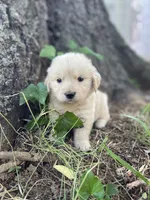 Juniper, a male Golden Retriever and English Cream Golden Retriever for sale in Huntington, AR – 6 of 10