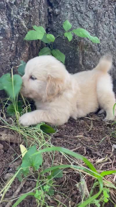 Juniper, a male Golden Retriever and English Cream Golden Retriever for sale in Huntington, AR – 10 of 10