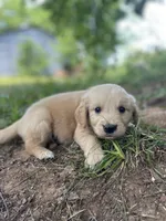 Flame, a male Golden Retriever and English Cream Golden Retriever for sale in Huntington, AR – 9 of 10