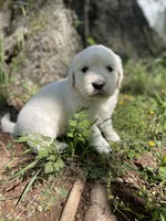 Oakley, a male English Cream Golden Retriever for sale in Huntington, AR – Photo 2 of 10