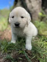 Oakley, a male English Cream Golden Retriever for sale in Huntington, AR – Photo 6 of 10