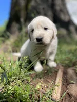 Oakley, a male English Cream Golden Retriever for sale in Huntington, AR – Photo 8 of 10