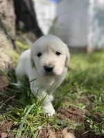 Oakley, a male English Cream Golden Retriever for sale in Huntington, AR – Photo 7 of 10