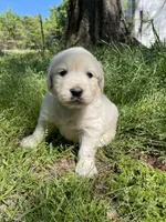 Oakley, a male English Cream Golden Retriever for sale in Huntington, AR – Photo 10 of 10