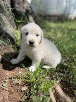 Oakley, a male English Cream Golden Retriever for sale in Huntington, AR – Photo 5 of 10