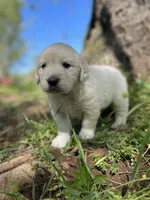Oakley, a male English Cream Golden Retriever for sale in Huntington, AR – Photo 3 of 10