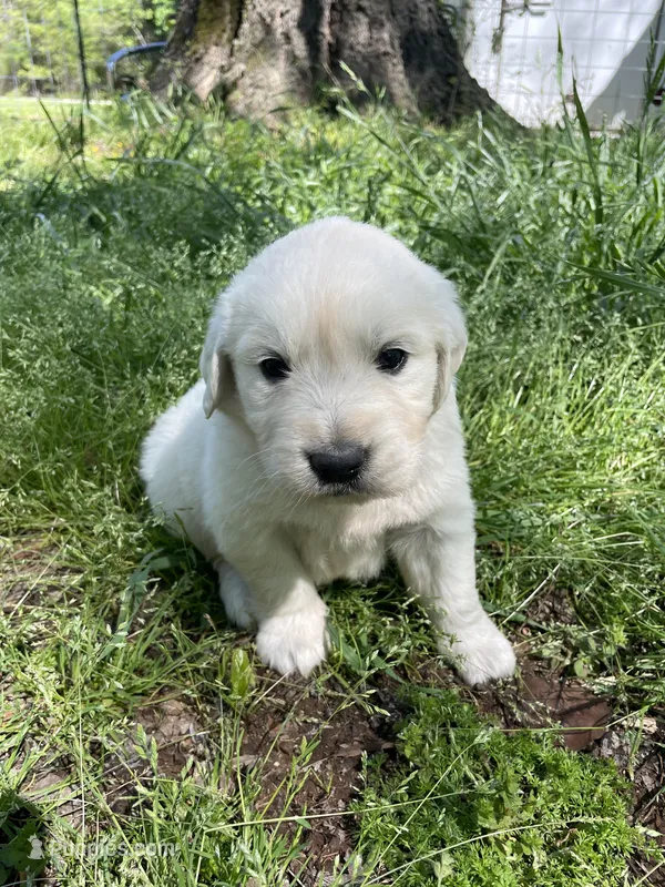 Oakley – English Cream Golden Retriever puppy for sale in Huntington, AR
