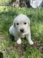 Oakley, a male English Cream Golden Retriever for sale in Huntington, AR – Photo 1 of 10