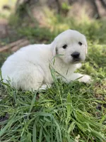 Oakley, a male English Cream Golden Retriever for sale in Huntington, AR – Photo 4 of 10