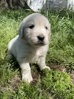 Oakley, a male English Cream Golden Retriever for sale in Huntington, AR – Photo 9 of 10
