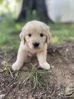 Aspen, a male Golden Retriever and English Cream Golden Retriever for sale in Huntington, AR – 3 of 10