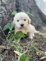 Juniper, a male Golden Retriever and English Cream Golden Retriever for sale in Huntington, AR – 2 of 10