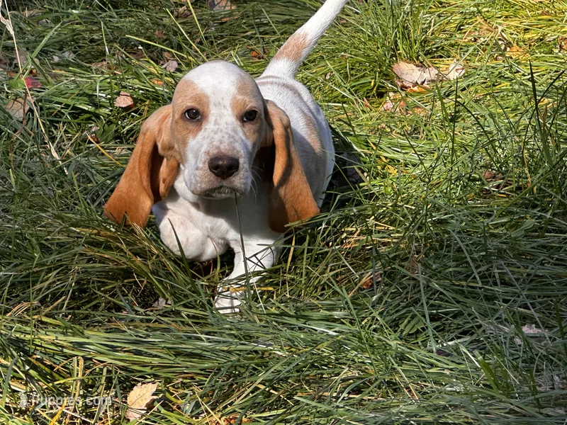 Josie – Basset Hound puppy for sale in Jamesport, NY