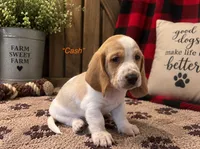 Cash, a male Basset Hound for sale in Jamesport, NY – 1 of 1