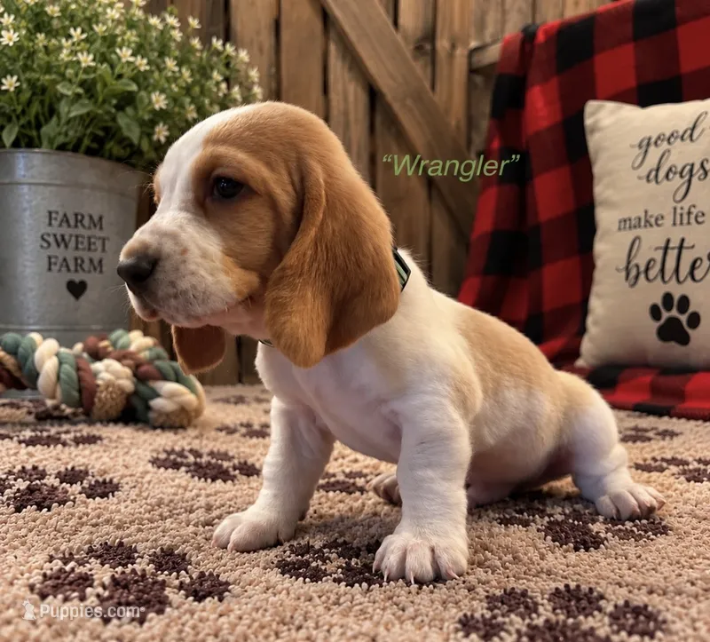 Wrangler – Basset Hound puppy for sale in Jamesport, NY