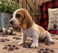 Wrangler, a male Basset Hound for sale in Jamesport, NY – 1 of 1