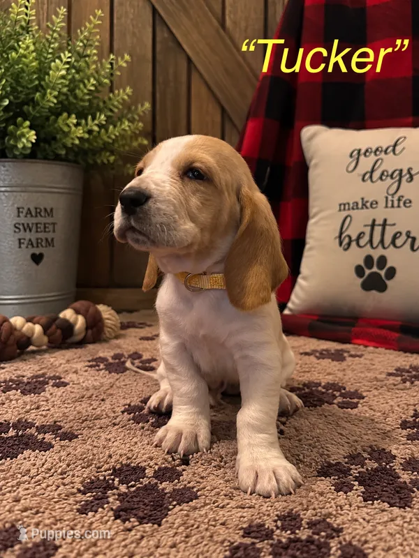 Tucker – Basset Hound puppy for sale in Jamesport, NY