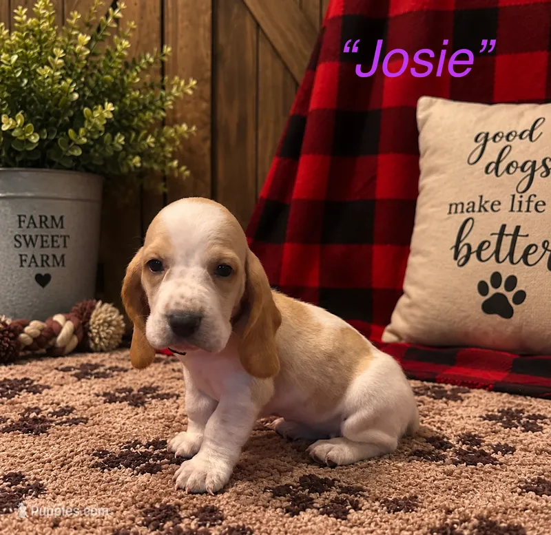 Josie – Basset Hound puppy for sale in Jamesport, NY