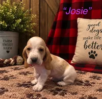 Josie, a female Basset Hound for sale in Jamesport, NY – 1 of 1