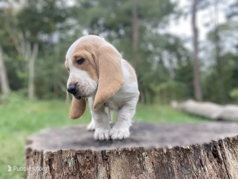 Cash – Basset Hound puppy for sale in Jamesport, NY