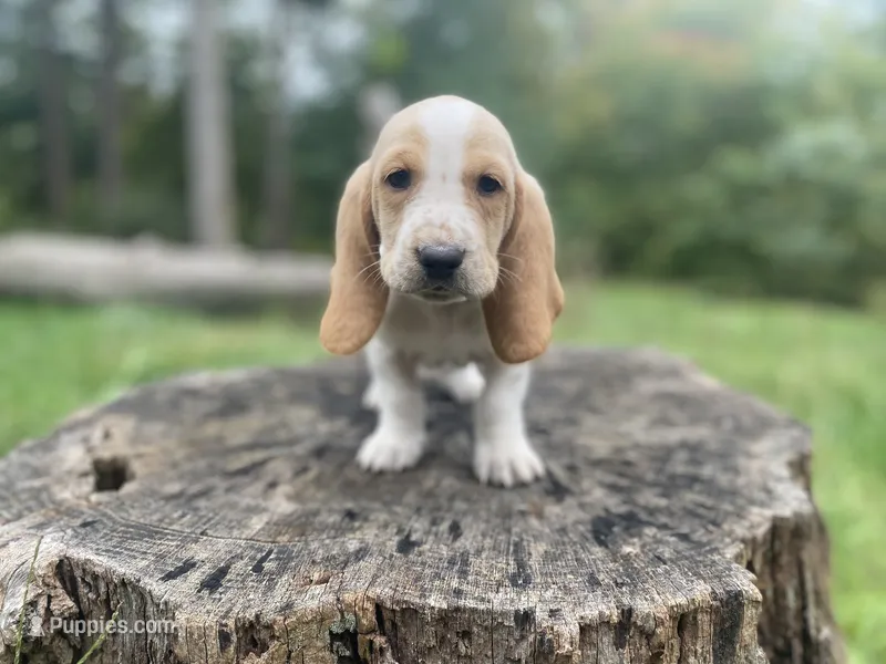 Tucker – Basset Hound puppy for sale in Jamesport, NY