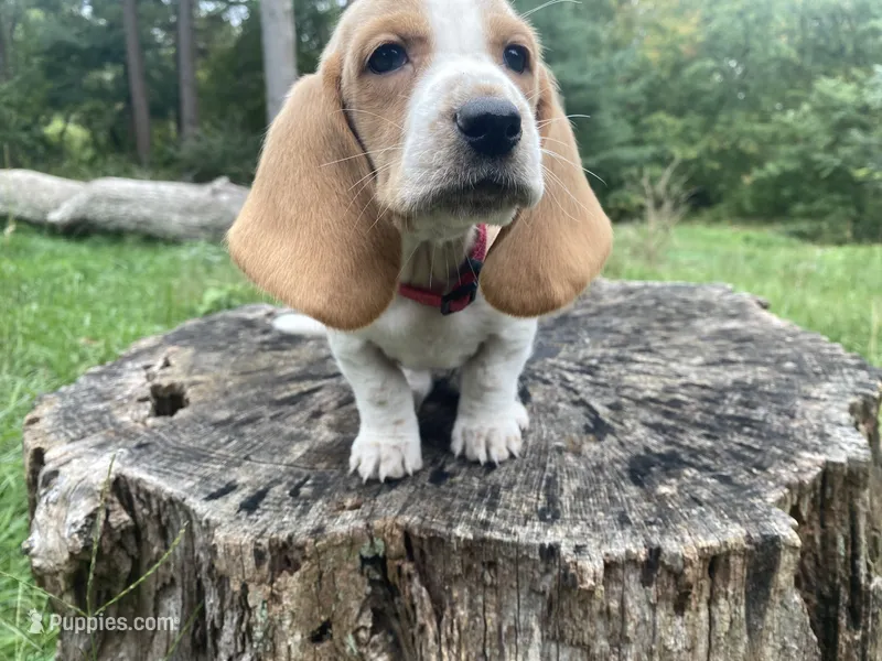 Dolly – Basset Hound puppy for sale in Jamesport, NY