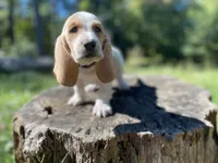 Wrangler-RESERVED, a male Basset Hound for sale in Jamesport, NY – 2 of 6