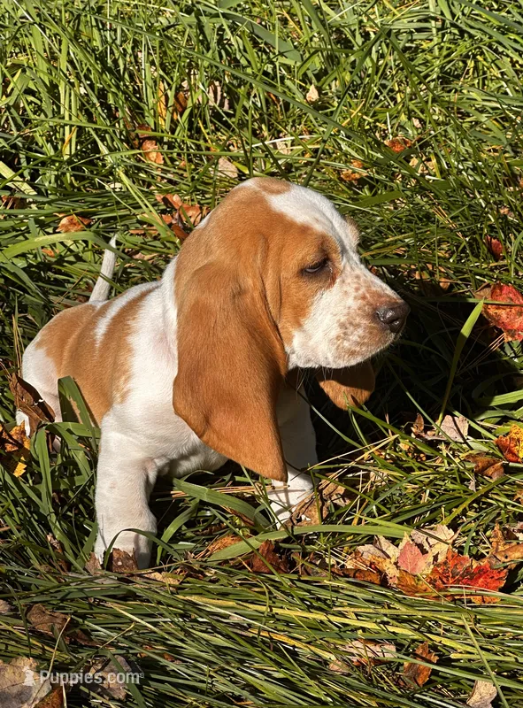 Dixie – Basset Hound puppy for sale in Jamesport, NY