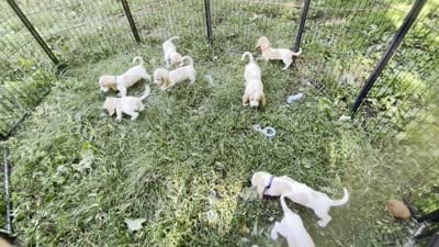 Wrangler-RESERVED, a male Basset Hound for sale in Jamesport, NY – 5 of 6