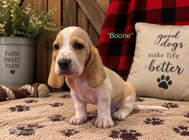 Boone – Basset Hound puppy for sale in Jamesport, NY