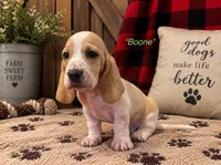 Boone, a male Basset Hound for sale in Jamesport, NY – 1 of 1