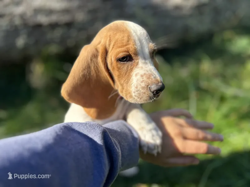 Dixie – Basset Hound puppy for sale in Jamesport, NY