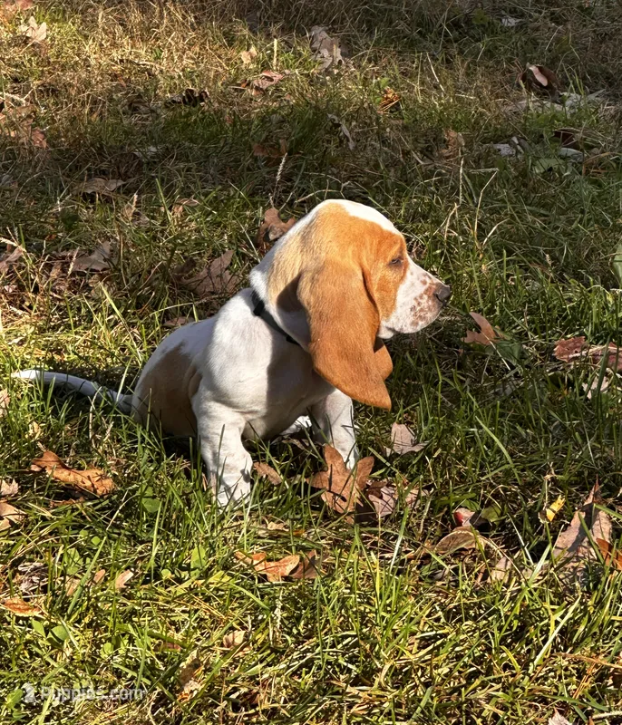 Scout – Basset Hound puppy for sale in Jamesport, NY