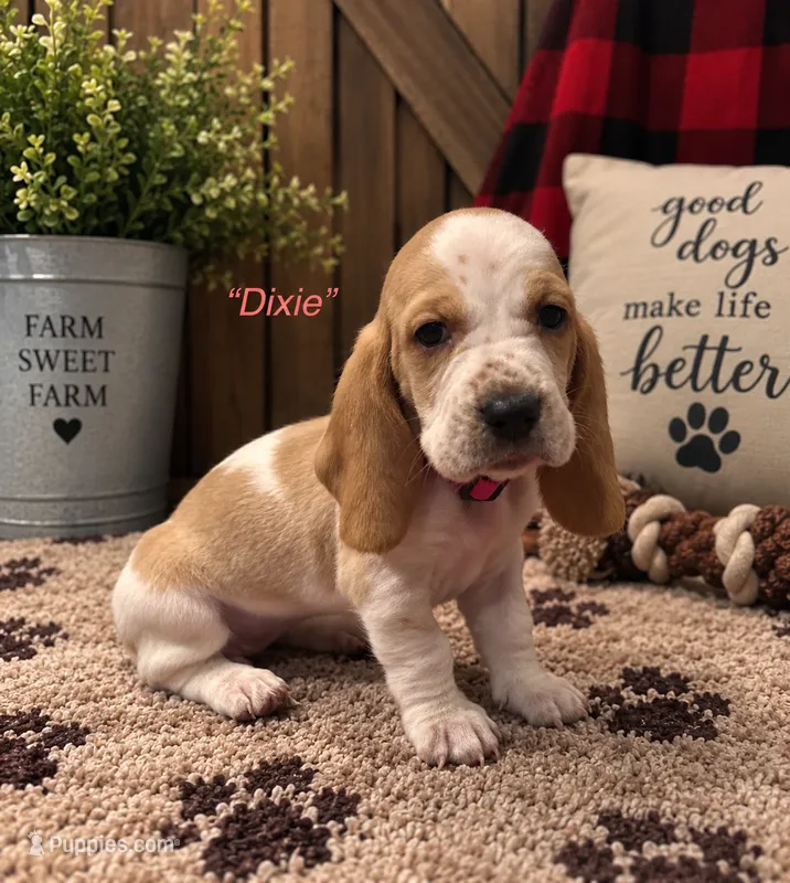 Dixie – Basset Hound puppy for sale in Jamesport, NY