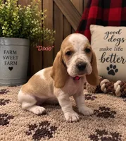 Dixie, a female Basset Hound for sale in Jamesport, NY – 1 of 1