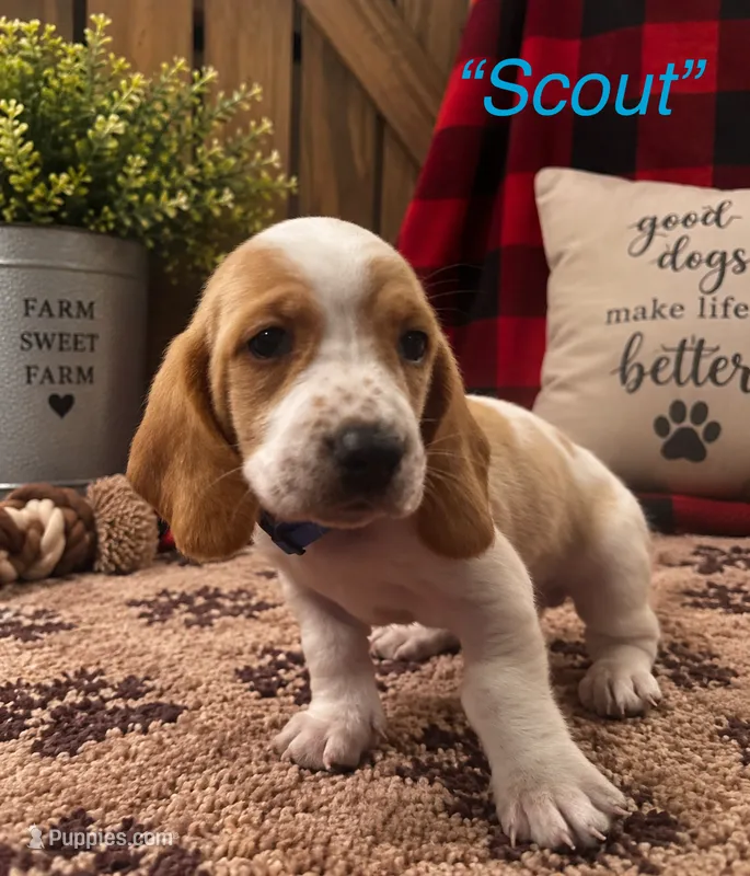 Scout – Basset Hound puppy for sale in Jamesport, NY