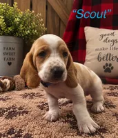 Scout, a male Basset Hound for sale in Jamesport, NY – 1 of 1