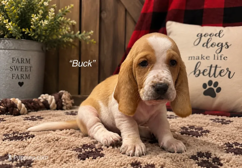 Buck – Basset Hound puppy for sale in Jamesport, NY