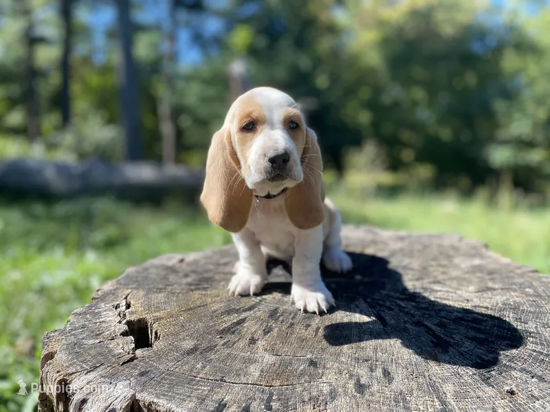Wrangler – Basset Hound puppy for sale in Jamesport, NY